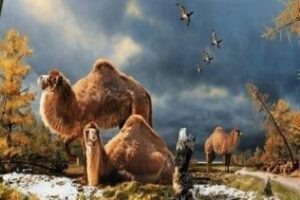 Hallan restos de un camello gigante en el Ártico canadiense