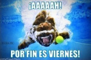 ¿Cansado del aburrimiento? Guía del finde + Exposiciones + Previsión del tiempo