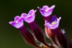 La primavera astronómica llega hoy a las 12.02 h