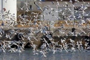 Comienza a amainar el temporal en el Estrecho