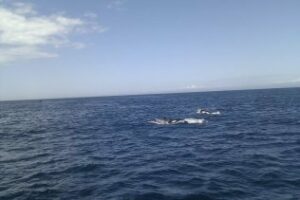 El Parque Natural del Estrecho reúne a agentes de la autoridad para analizar la necesidad de protección del espacio marino