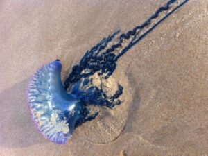 Cádiz y Chipiona mantendrán cerradas al baño sus playas todo el fin de semana