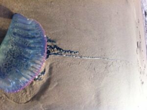 Las Carabelas portuguesas" aparecen en Conil...¿camino de la comarca?