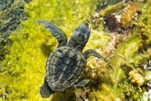 Denuncian daños a la fauna marina de la pesca ilegal en el Estrecho, tres muertes de tortugas boba