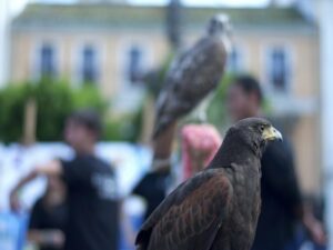 La ciencia toma las calles de Algeciras, aquí tienes sus imágenes