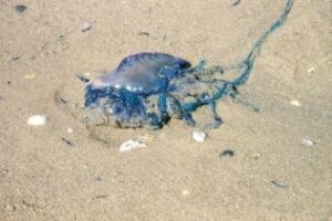 Yo reportero: Las Carabelas Portuguesas llegan a la playa de El Rinconcillo