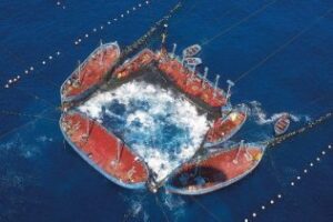 Es preciso considerar a las almadrabas como observatorio científico para hacerlas sostenible"