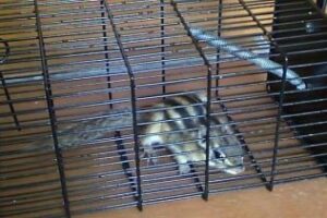 Hallan una ardilla coreana en pleno Parque Natural de la Sierra de Grazalema