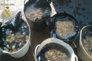 Intervenidos 100 kilos de ortigas de mar (Anémonas de Mar)