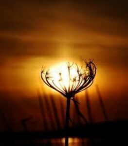 El que se picaPor Antonio Rodríguez FAPACSA y su brindis al sol