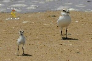 Operación Chorlitejo