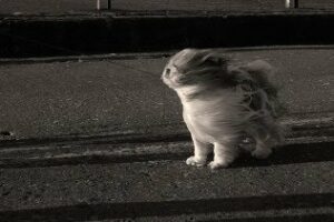 El tiempo se presenta con un viento que azota El Estrecho