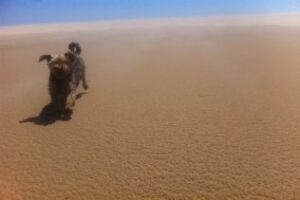 El numero de mascotas en la provincia se incrementa un 11 por ciento respecto a hace dos años