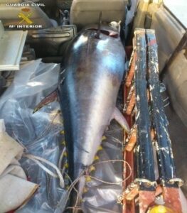 Sí se puede/La Guardia Civil interviene en Isla Verde un atún de 130 kgrs y lo entrega al Banco de Alimentos