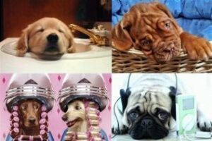 5 propuestas para unas vacaciones perrunas