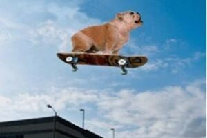 Fuengirola permitirá el acceso de perros en los autobuses urbanos y creará una playa para ellos