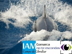 Comarca no te escondas/Los mejores avistamientos de la semana