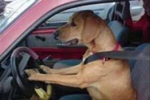 Alberto López: Como a perros"