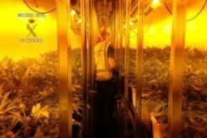 Desmantelado un invernadero y laboratorio de marihuana en San Roque