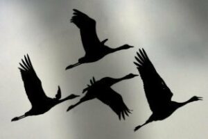 Un proyecto europeo analizará el movimiento migratorio de las aves mediante radares