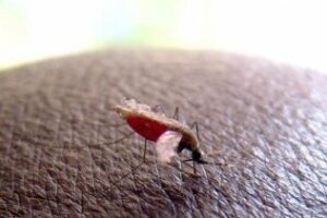 EFE/Salud: Diez consejos para huir de los mosquitos