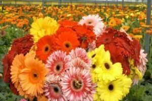 Campaña "nefasta" para la flor cortada por el IVA y la meteorología