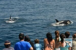 Las Orcas en libertad visitan el Campo de Gibraltar