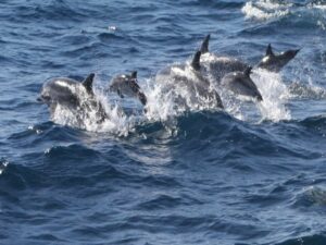 Una cría de delfín que quedó atrapada en una red de trasmallo vuelve con su madre tras su recuperación
