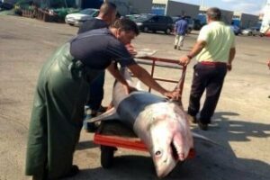 El tiburón que merodeaba en la comarca, capturado