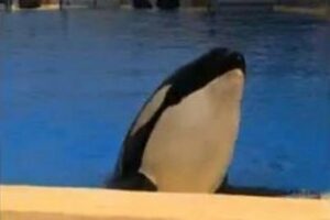 El turismo ballenero supera las 50.000 personas en 2017