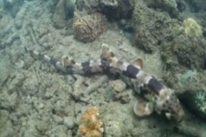 Ciencia| Descubren un tiburón que camina