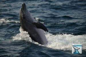 Comarca no te escondas: Crónica de los avistamientos de hoy sábado: "Maravillosa"