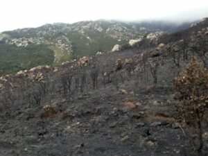 Agaden solicita al Ayuntamiento el fin del descorche y la cacería en los montes de Algeciras