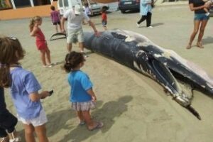 La Junta confirma que el rorcual varado en San Roque es una especie de gran interés científico por su escasez en la zona