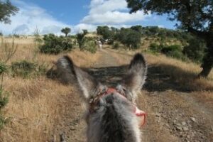 La asociación Jabaluna proyecta actividades medioambientales en la finca El Coronel
