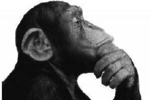 La Corrupción en los macacos . Por Rafael Fenoy