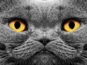 Miramos al ocio a los ojos:Nueva web de getout.es para El Campo de Gibraltar