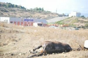 Yo reportero: Caballos muertos en la barriada