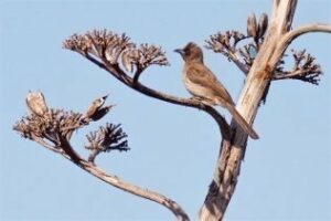 El bulbul naranjero se queda en la comarca, se reproduce por primera vez en Europa