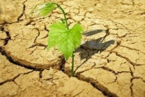 Preguntas Incómodas: ¿Te apuntas a los brotes verdes?