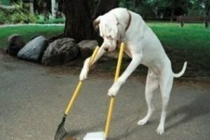 El que se pica Marchando una de cagadas de `perros y la perrada, por: Antonio Rodríguez