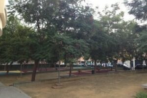Vecinos de Manuel de Falla piden urgentemente la poda en el Parque de Fermin Salvochea
