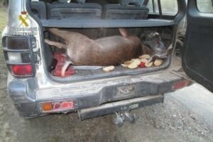 La Guardia Civil interviene una cierva muerta