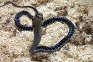 El veneno de la cobra real podría usarse en fármacos