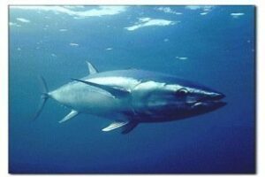 Verdemar denuncia ante el Seprona la pesca ilegal del atún rojo en la Bahía de Algeciras