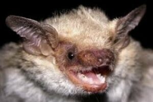 Una nueva especie de murciélago en Gibraltar