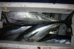 La Guardia Civil interviene 9 Atunes Rojos que irán al Banco de Alimentos de Algeciras