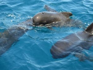 El Centro Oceanográfico de la provincia una herramienta sostenible
