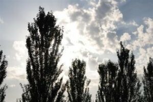 La subida de temperaturas acompaña un inicio de año sin heladas