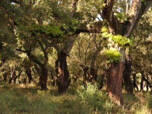 PA considera La Almoraima "parte de la identidad de Andalucía" y se oponen a su venta